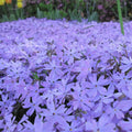 Blue Lavender Creeping Phlox Plants, Starter Phlox Live Plant, Well Rooted, Creeping Perennial Ground Cover, 2 to 4 Inc Tall