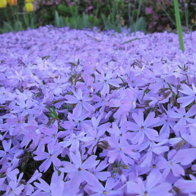 Blue Lavender Creeping Phlox Plants, Starter Phlox Live Plant, Well Rooted, Creeping Perennial Ground Cover, 2 to 4 Inc Tall