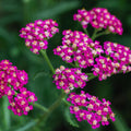 Pink Yarrow Plant Live, Quart Pot, 4 to 6 Inches Tall, Live Yarrow Plant Gardening