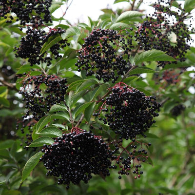Elderberry Plant in Quart Pot, 6 to 10" Tall Elderberry Plants, Perennial Fruit Bushes Plant for Outdoor Garden, Dormant in Winter