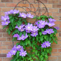 Clematis Vine Plants Live in Pot, 8 Months Old Seedlings Climbing Flowering, Outdoor Trellis Fences, Cold Hardy (Blue Clematis)