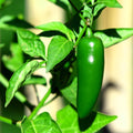 Serrano Pepper Plant Live in 2.5 Inch Pot for Planting Outdoor