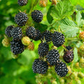 Set 2 Triple Crown Thornless BlackBerry Plant Live, BlackBerry Bush 4-8 Inch Tall, Thornless Fruit Plants for Garden, Orchard Growing Plant