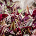Purple Red Wandering Jew Plant, Tradescantia Plant, Wandering Jew Live Plant with 2.5 Inc Pot, Wandering Jew Live Plant Small