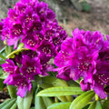 Big 1 Gallon Purple Rhododendron Plants Live, 1-3 Years Old Azalea Plants Live Shrubs Bushes for Planting, Very Well Rooted