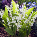 10 Lily of The Valley Flower Bulbs, Fragrant White Lily Flowers Bulbs, Lilies of The Valley Bulbs Perennial for Planting Outdoors