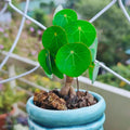 Stephania Cephalantha Bulb Size 3 to 3.5" Wide, Large Size for Fast Growing Stephania Plant Indoor Outdoor, Erecta Caudex Like, Rare Succulent Houseplant