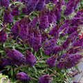 Potted Butterfly Bush Live Plant, 5-9" in Tall, Cold Hardy, Spring Outdoor PlantingBlooms Summer to Fall, Dormant in Winter (Deep Purple Buddleia Plant)