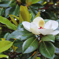 Sweetbay Magnolia Plant Live, Magnolia Tree Live Plant, Shrub Plant Live, 6 to 12 Inches Tall, Magnolia Flower