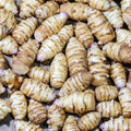 5 Jerusalem Artichoke Tubers for Planting, Fresh Sunroots Sunchokes, Edible Hardy Roots for Home Garden or Raised Beds