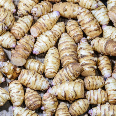 5 Jerusalem Artichoke Tubers for Planting, Fresh Sunroots Sunchokes, Edible Hardy Roots for Home Garden or Raised Beds