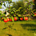 Cherry Plum Live Plant, 2-3 Ft Tall