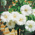 White Clematis Live Plant in 2.5" Pot, Flowering Climbing Clematis Vine Starter for Outdoor Garden and Trellis, Well Rooted
