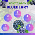 Blueberry Plants Live for Planting, Northern Blueberries Bush in 4 Inches Pot, Starter Plant from 4 to 7 Inches Height for Edible Garden