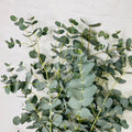 Eucalyptus Live Plant Fully Rooted, Fragrant Foliage Houseplant, Easy Care for Indoor and Outdoor, 2.5" Pot (Baby Blue Eucalyptus Tree)
