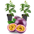 2 High Yield Passion Fruit Plants Live, Deep Purple Climbing Passion Vine Tree Live Plant for Outdoor Growing, 5-9" in Tall, Fast Growing Perennial Sweet and Edible Fruits
