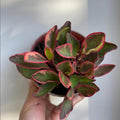 Peperomia Rainbow Plant, Green Pink Plant Houseplant, 4 Inc Tall, Suitable for Indoor Garden