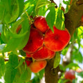 Donut Peach Live Plant, Outdoor Garden Fruit Tree, 1-2 Ft Tall