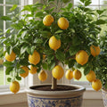 4 Months Old Meyer Lemon Tree Live Plant Seedling Potted, Starter Plant 2 to 3 Inch Tall, Tropical Fruit Outdoor Plant Zones 5-9, Yellow Lemon Lime, Very Hardy, Fragrant Citrus
