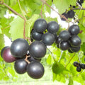 Grape Vine Live Plant 1-2 Year Old, Sweet Grape Plant Live for Growing, Grape Fruit Well Rooted Plant Bareroot (Muscadine Grape)