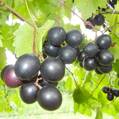 Grape Vine Live Plant to Grow 1-2 Year Old, Sweet Grape Plant Live for Growing, Grape Fruit Well Rooted Plant Bareroot (Black Muscadine Grape)