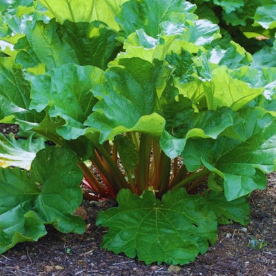 Large Rhubarb Roots, Red Rhubarb Crowns for Planting, Fast Growing Annual