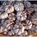 1 Pound Garlic for Planting in Fall Hardneck, 8-10 Large Garlic Bulbs for Planting, Fresh and High Yield Bulb Variety Pack, Hardy and Fast Growing