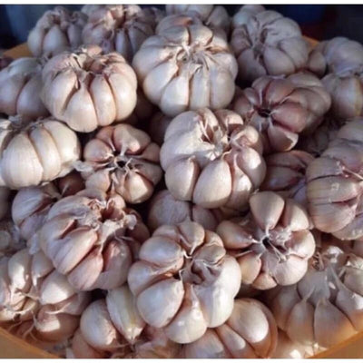 1 Pound Garlic for Planting in Fall Hardneck, 8-10 Large Garlic Bulbs for Planting, Fresh and High Yield Bulb Variety Pack, Hardy and Fast Growing