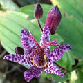 Dark Pink Purple Hardy Toad Lily Plant in 2.5 Inch Pot, Live Lily Plant Grow Indoor Outdoor