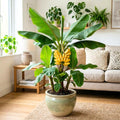 Dwarf Cavendish Banana Tree Live Plant, Outdoor Garden Tree, 6-10 Inch Tall