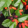 02 Mulberry Trees Live Plants, Spring Planting 4-8 Inch Tall, High-yiedling and Fast-Growing Trees, Outdoor Growing