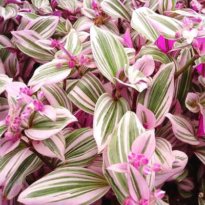 Tradescantia Nanouk Plant, Pink Wandering Jew Live Plant, Inch Plant Live for Planting, 4 Inc Pot, Wandering Jew Plant, Tradescantia Live Plant