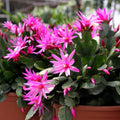 Pink Easter Cactus Live Plant, Hardy Perennial Easter Cactus, Vibrant Pink Blooming Spring Cactus, Indoor Houseplant, Flowering Holiday Cactus, 4–6 Inch Tall