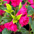 Big 1 Gallon Showy Pink to Red Rhododendron Plants Live, 1-3 Years Old Azalea Plants Live Shrubs Bushes for Planting, Very Well Rooted