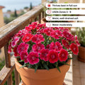 Dianthus Plant Live, Dianthus Live Plant in Pot, 4-8 Inc Tall, Vibrant Blooms, Fragrant Hardy Perennial Flowers for Indoor Outdoor Growing (Pink Red)
