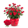 Mini Rose Plant Live, Miniature Rose Bush in 3.5" Pot, Spring Blooming Mini Rose, 4–5" Tall, Indoor Outdoor Flowering Plant for Home Garden (Red)