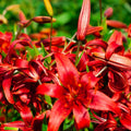 2 Red Lily Bulbs, Giant Lily Flower Bulbs for Planting, Lily Flowering Bulbs, Lily Spring Bulbs, Outdoor Indoor Flower Bulbs to Plant