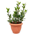 8-12" Bay Leaf Live Plants in 4" Pot, Bay Leaf Tree, 1 Year Old Sweet Bay Laurel Herb Plant, Laurus Nobilis Plant for Growing Indoor Outdoor