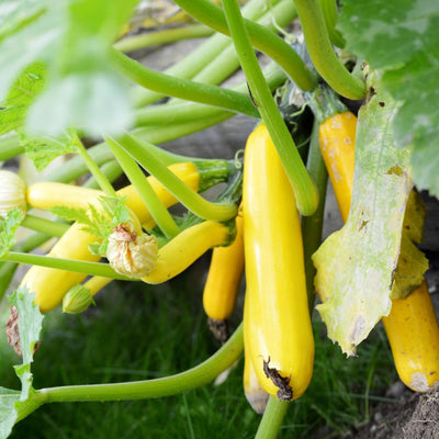 Yellow Zucchini Squash Live Plants, Squash Vegetable Plants Live for Home Garden Plant, from 4'' in Height