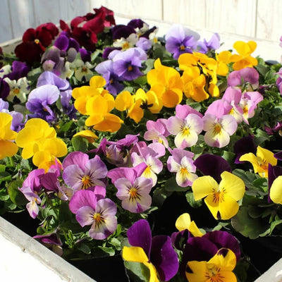 2 Pansy Flower Plants Live 4'' Pot, Multi-Color Blooms Pansies, Outdoor Gardens, Pots, and Landscaping Growing