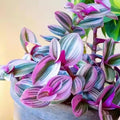 Pink Tradescantia Nanouk Live Plant, Rare Wandering Jew Houseplant with Variegated Foliage, Easy to Grow Indoor Vine, 4” Pot