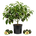 HASS Avocado Tree Live Plant, Avocado Plant, Cold Hardy, 6-12 Inc Tall