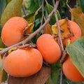 Persimmon Plant in Quart Pot, 6-12 Inch - Leafless in Winter, Perennial Sweet Persimmon Plants, Strong Roots, Fruit Plants for Home Garden
