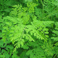 2 Moringa Plants Live Trees for Growing, Malunggay Plants, 5-9" Drumstick Horseradish Tree, Moringa Oleifera Plant Live, No Pot, Well Rooted