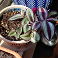 Purple Red Wandering Jew Plant, Tradescantia Plant, Wandering Jew Live Plant with 2.5 Inc Pot, Wandering Jew Live Plant Small