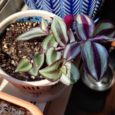 Purple Red Wandering Jew Plant, Tradescantia Plant, Wandering Jew Live Plant with 2.5 Inc Pot, Wandering Jew Live Plant Small