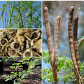 04 Trees Moringa Plants Live for Planting Oleifera Moringa Live Tree, Well Rooted, Come Without Pot, 6 to 10 Inches Tall