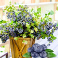 Sweet Blueberry Plant Live for Planting, Blueberry Bushes for Planting, 4"-7" Cold Hardy Blueberries Southern Highbush