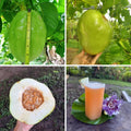 2 High Yield Passion Fruit Plants Live, Giant Climbing Passion Vine Tree Live Plant for Outdoor Growing, 5-9" in Tall, Fast Growing Perennial Sweet and Edible Fruits