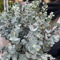 Baby Blue Eucalyptus Tree Live, Eucalyptus Plant Live in 2.5" Pot, Starter Plants, Cold Hardy, Dormant in Winter
